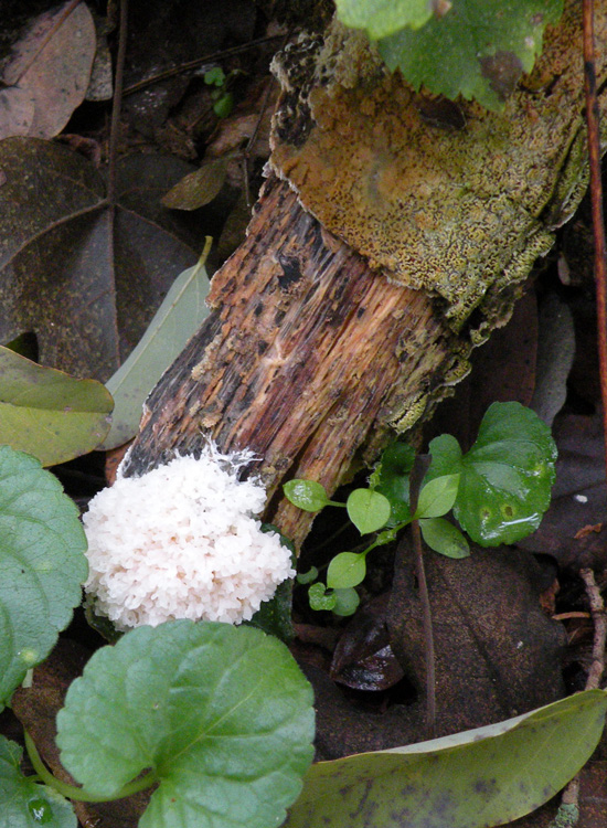Tubifera?